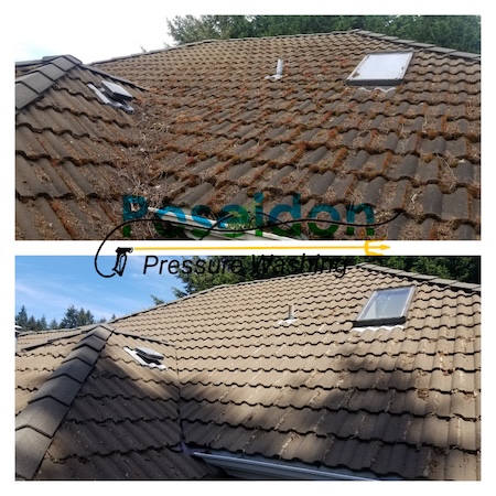 How olympia moss growth destroys roof shingles and why soft washing saves them